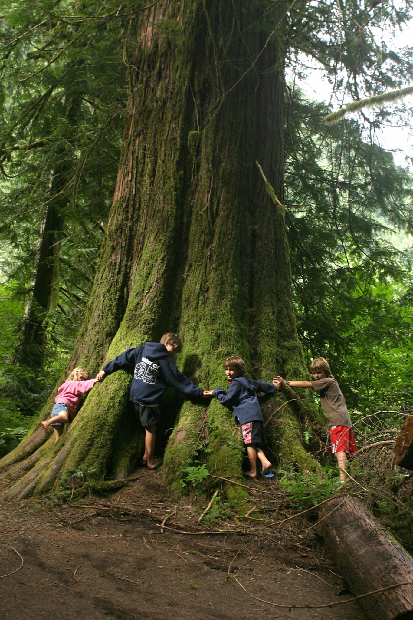 The Importance Of Old Growth Forests The Nature Trust Of British Columbia 1433