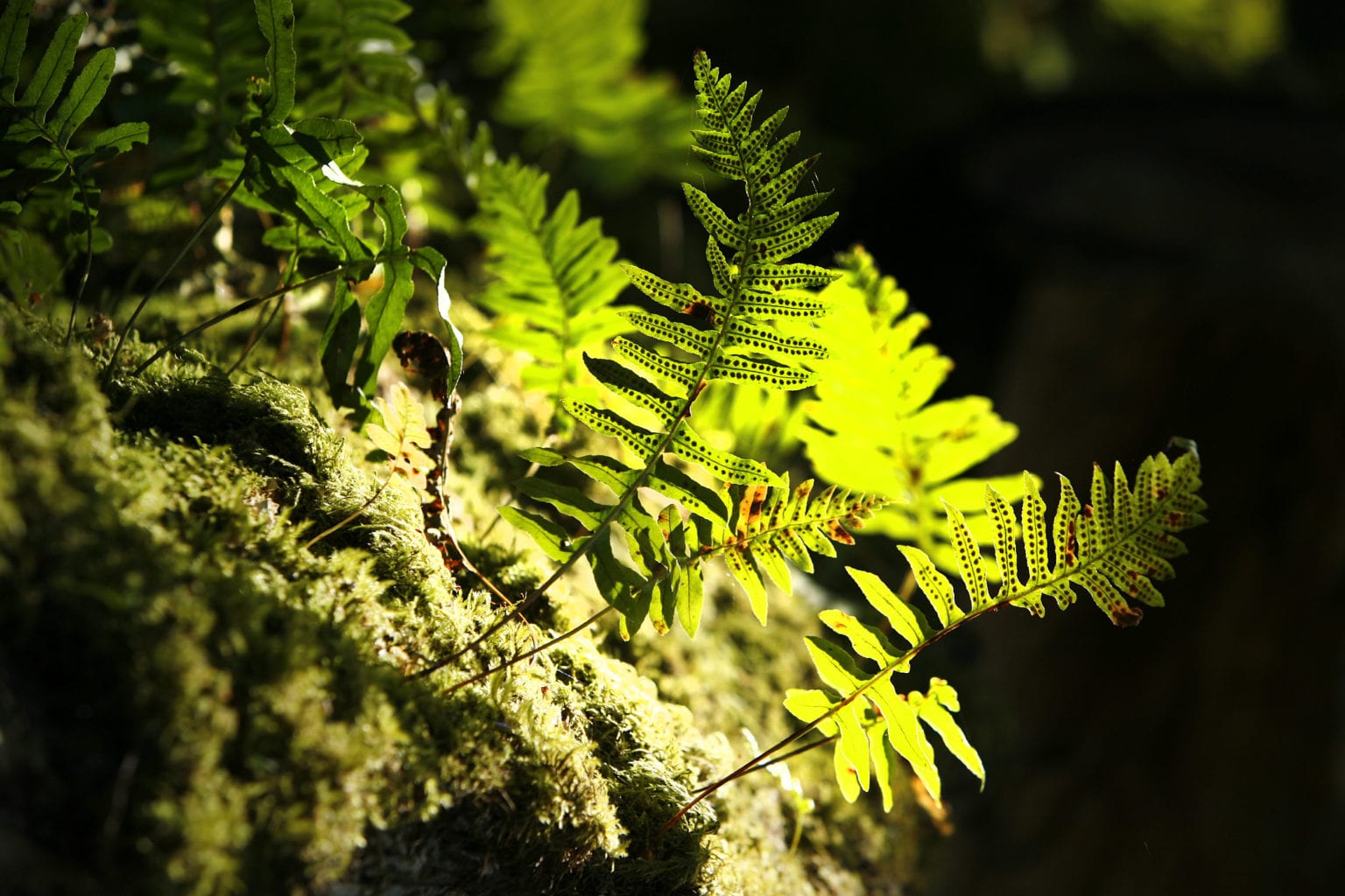 the-importance-of-old-growth-forests-the-nature-trust-of-british-columbia