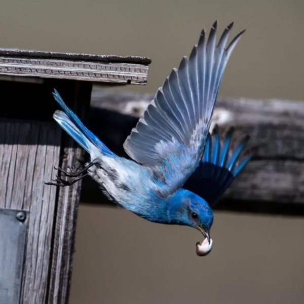 Thank you for Supporting our Bird Box Fundraiser! - The Nature Trust of ...
