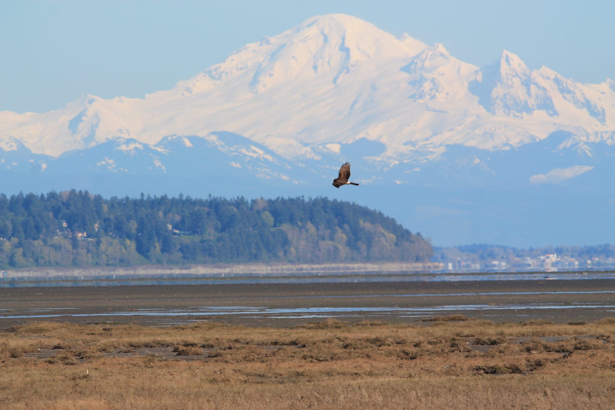 Legacy Landscapes - Boundary Bay - The Nature Trust of British Columbia