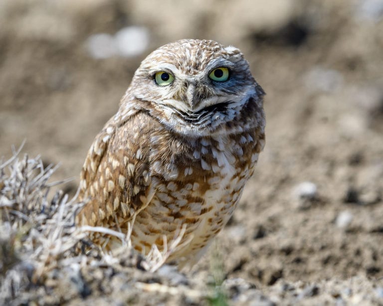 Banding Brings Burrowing Owls Back from the Brink - The Nature Trust of ...