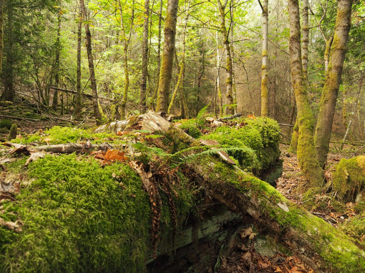 Galiano Island - Cable Bay - The Nature Trust of British Columbia