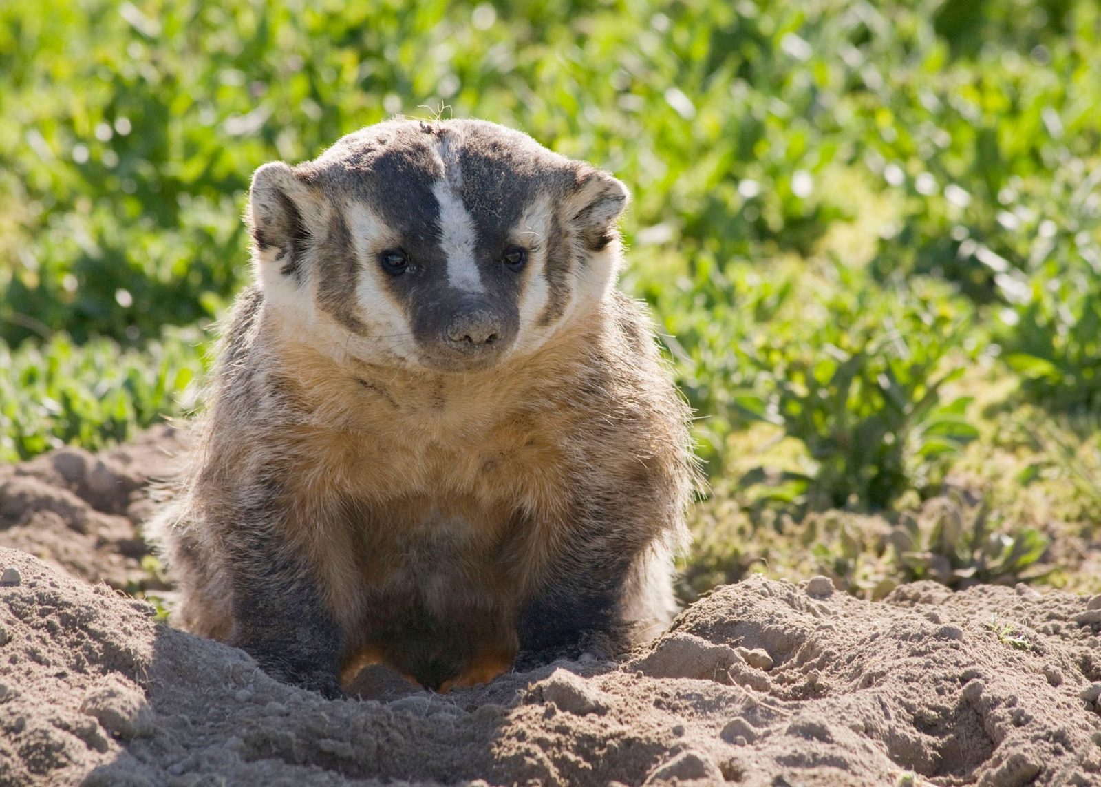 Badger Culverts in Columbia River Edgewater - The Nature Trust of ...