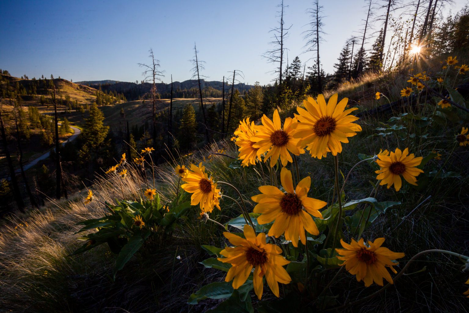 Why Should We Protect Grasslands The Nature Trust Of British Columbia