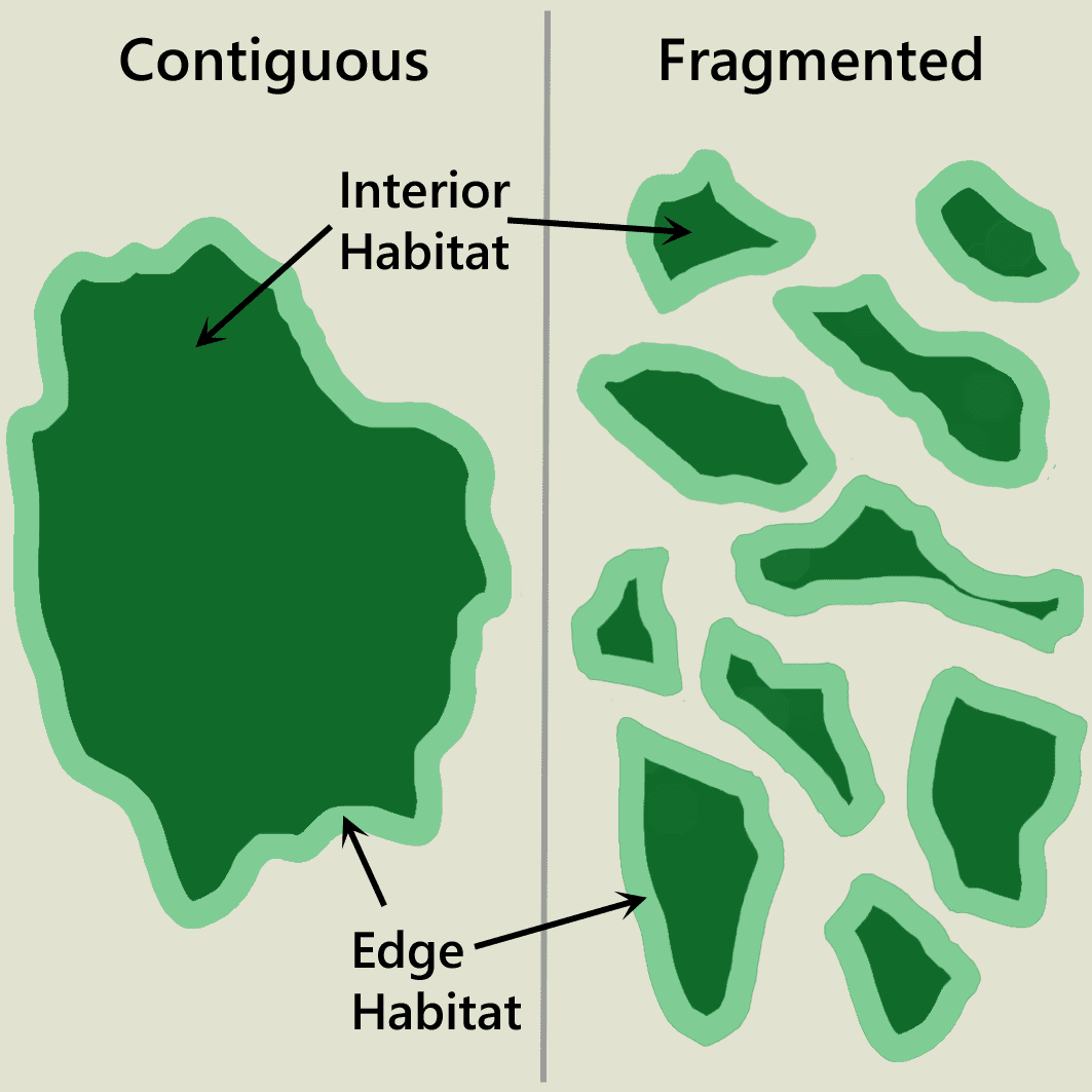 habitat-fragmentation-and-how-land-conservation-is-putting-the-pieces