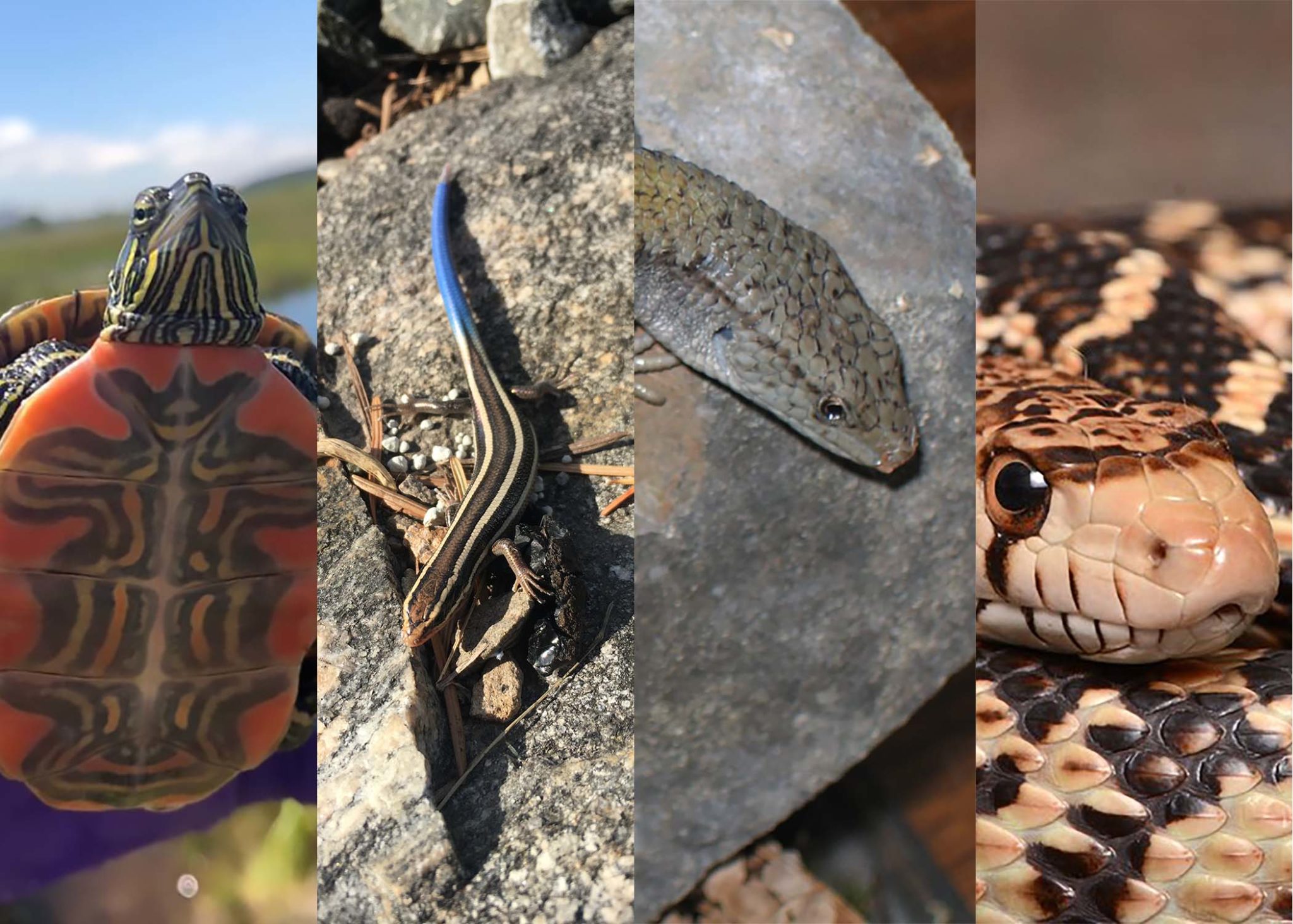 Four Reptile Species Found in BC The Nature Trust of British Columbia