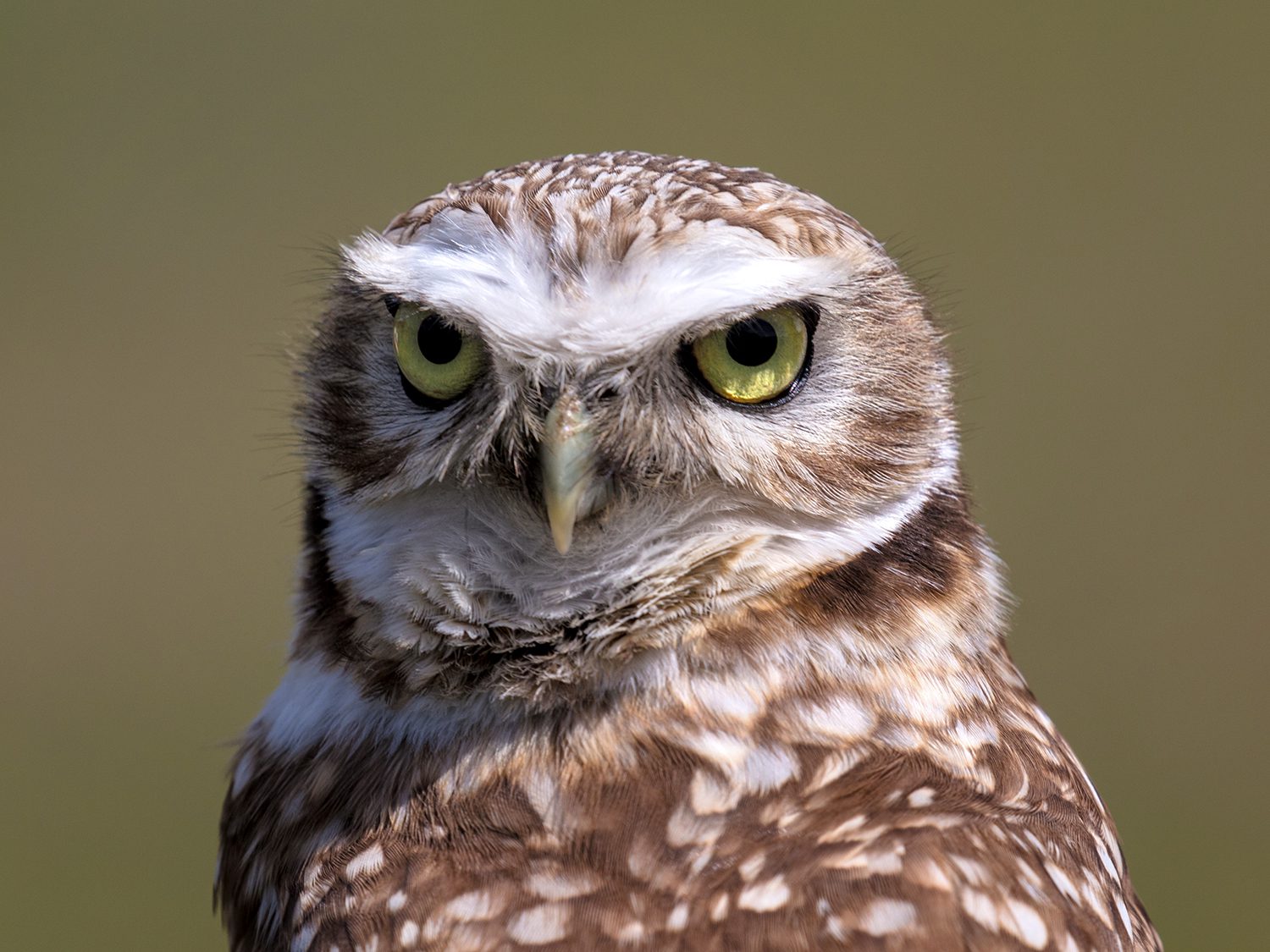 The Owls are Back in Town - The Nature Trust of British Columbia